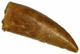 Serrated, Raptor Premaxillary Tooth - Real Dinosaur Tooth #353367-1